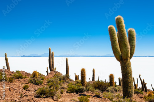 Big green cactuses on Incahuasi island, Salar de Uyuni salt flat, Altiplano, Bolivia. Landscapes of South America photo