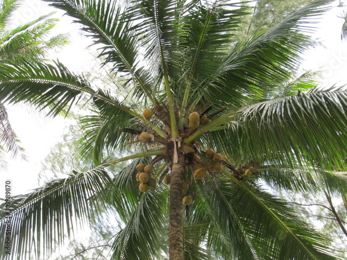 palm tree with coconuts  view from bottom to top