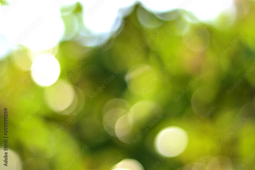 abstract pattern green bokeh nature background spring and soft sun light and leaf green with light blur. green background design banner texture or wallpaper  