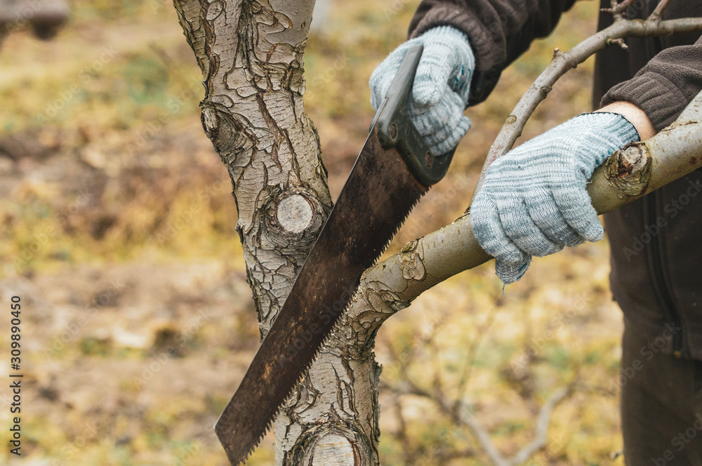 pruning tree branches in the garden with a hand saw