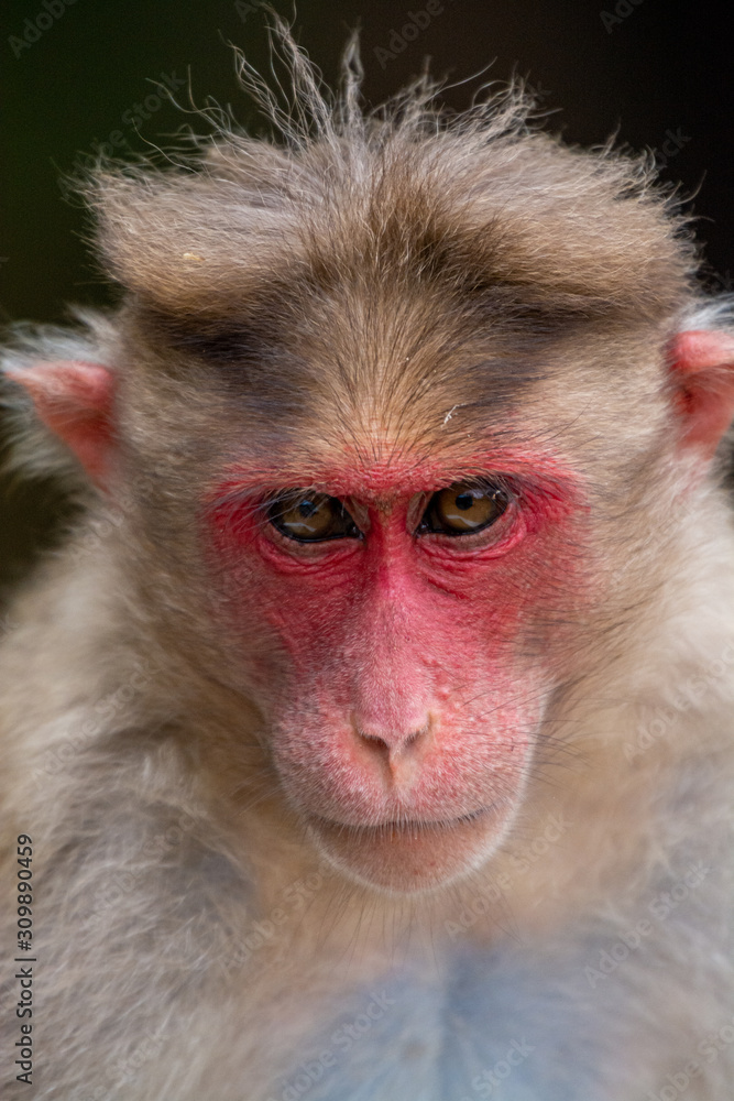 Monkey Portraits at Mandagadde Bird Sanctuary Karnataka Monkey Portraits at Mandagadde Bird Sanctuary Karnataka