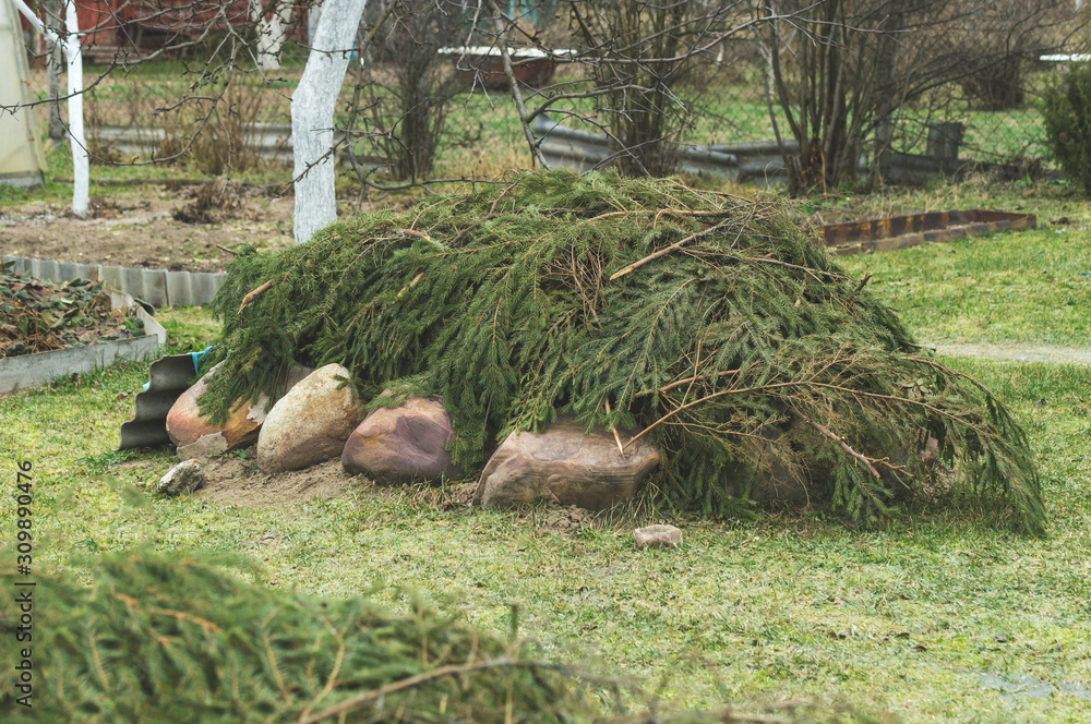 shelter plants for the winter branches of coniferous trees shelter plants for the winter branches of coniferous trees
