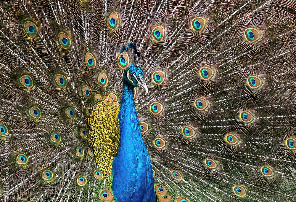 Obraz premium Close up Male Indian Peafowl or Indian Peacock is Spreading Feathers