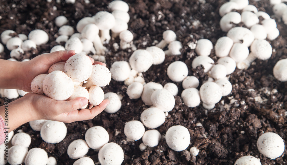 Hand holding mushrooms champignons in farm. Hand holding mushrooms champignons in farm.