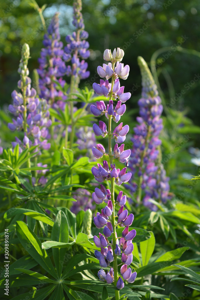 Lupins with purple and violet flowers grow in the garden. Beautiful flowering meadow in summer. Lupins with purple and violet flowers grow in the garden. Beautiful flowering meadow in summer.