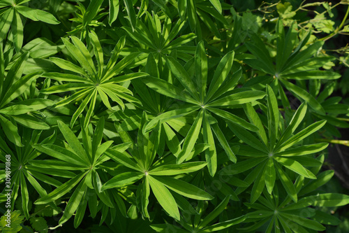 Lupin green leaves in sunny spring day. Top view.