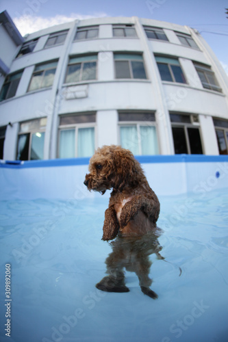 Fun puppies in a swimming pool