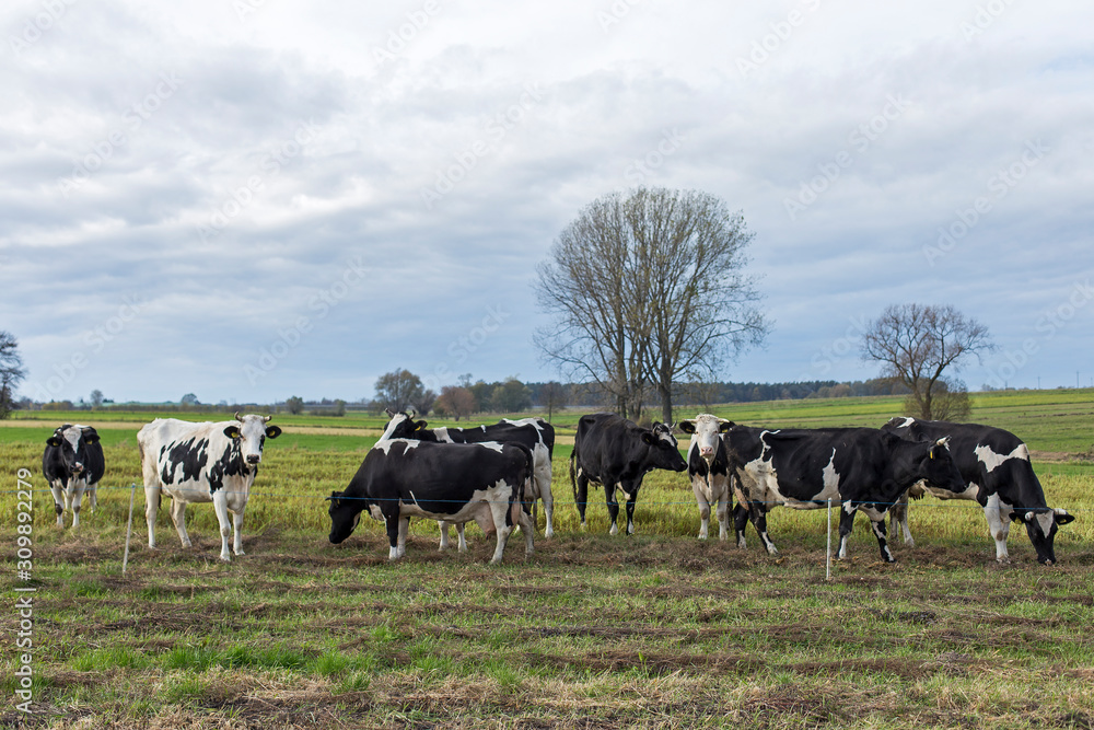 Black and white dairy cows on pasture on aggro landscape background in autumn entourage. Black and white cows on a farmland. Rural Landscape of Cattle Grazing in a Green Field Black and white dairy cows on pasture on aggro landscape background in autumn entourage. Black and white cows on a farmland. Rural Landscape of Cattle Grazing in a Green Field