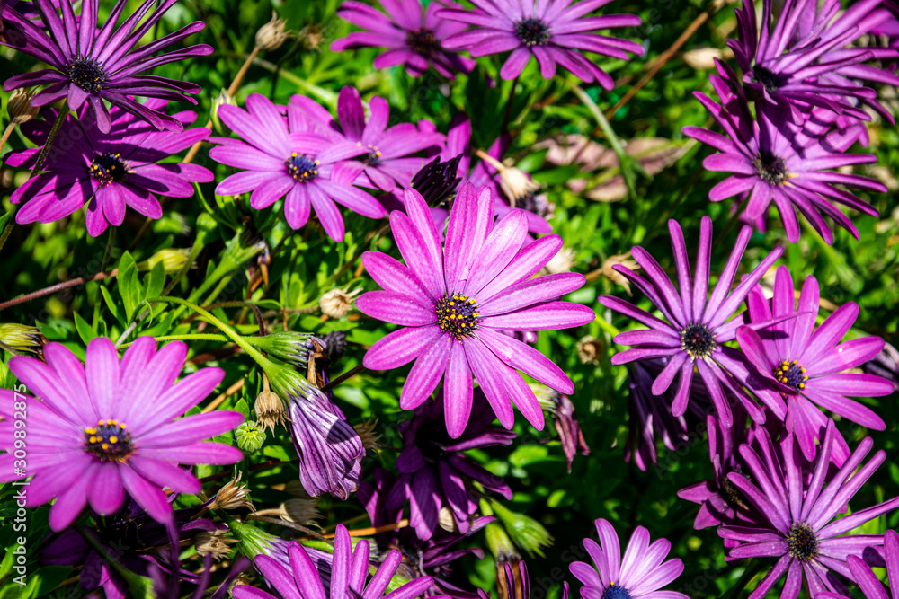 a close up of a garden of purple flowers in full bloom taken in Marbella, Spain a close up of a garden of purple flowers in full bloom taken in Marbella, Spain