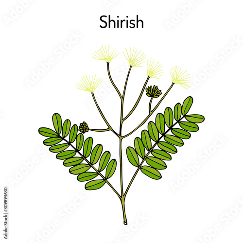 Shirish albizia lebbeck , or lebbek tree, medicinal plant