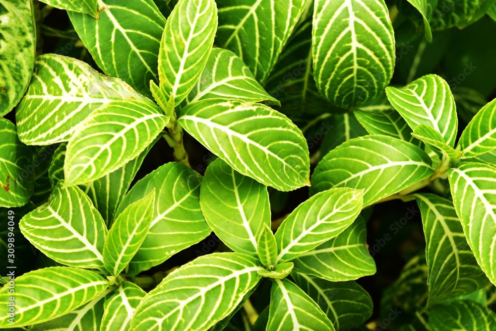 Green leaves for nature background. Green leaves for nature background.