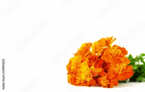 Marigold flower isolated  on white background.