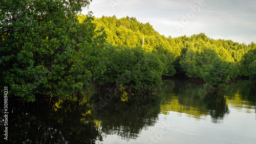 The beauty of mangrove forest ecosystem at Kutai National park, Indonesia