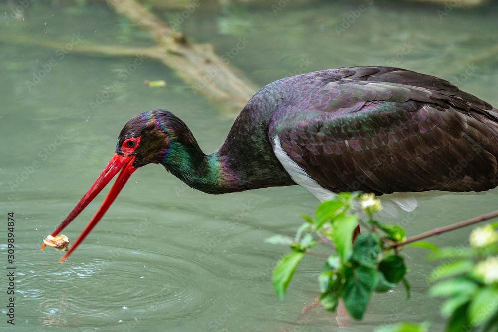Naklejka premium Black stork, Ciconia nigra in a german nature park