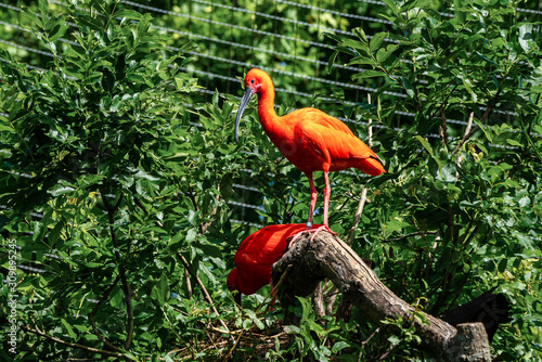 Scarlet ibis, Eudocimus ruber. Wildlife animal in the zoo © rudiernst