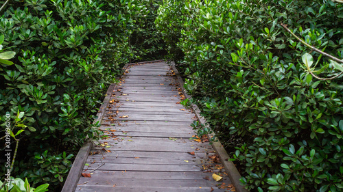 Boardwalk /wooden pathway surrounded with mangrove plants at Kutai National Park, Indonesia © hilmawan nurhatmadi