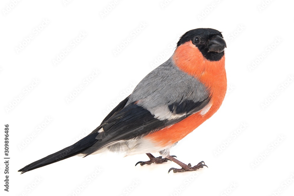 Fototapeta premium Eurasian Bullfinch, male, Pyrrhula pyrrhula isolated on white background