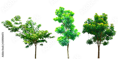 Collection of trees in summer time. Isolated trees on white background. Can used for environment concepts.