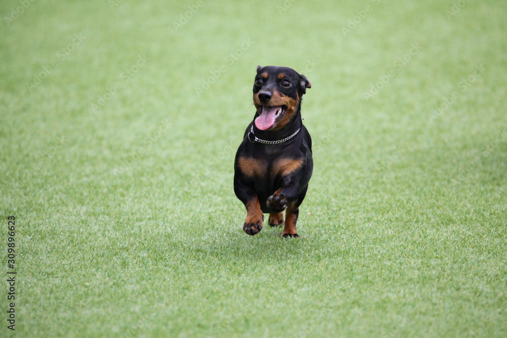 Fun puppies in a private playground Fun puppies in a private playground