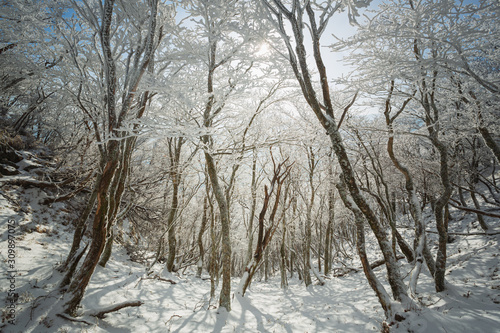 朝日を浴びる霧氷の林 © Yusuke Kawakami