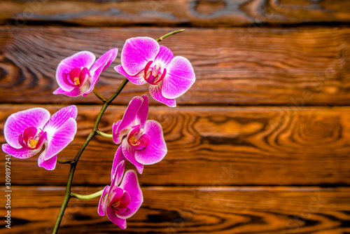 A branch of purple orchids on a brown wooden background