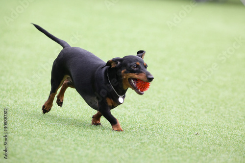 Fun puppies in a private playground 