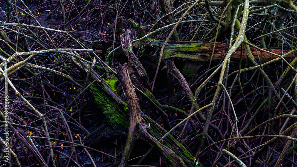 The beauty of mangrove forest ecosystem at Kutai National park, Indonesia. roots of mangrpve The beauty of mangrove forest ecosystem at Kutai National park, Indonesia. roots of mangrpve