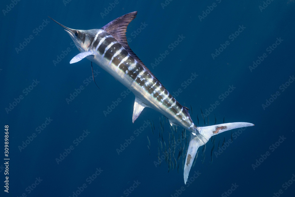 Striped Marlin マカジキ Mexico バハカリフォルニア半島 Stock Photo Adobe Stock