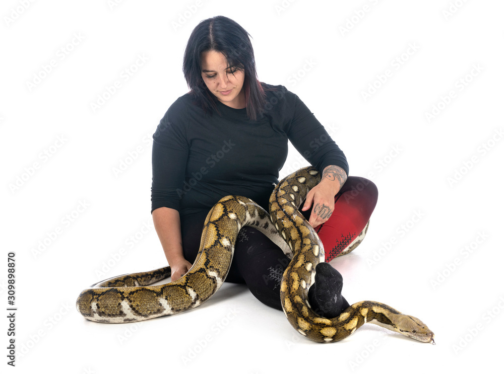 Obraz premium Reticulated python in studio