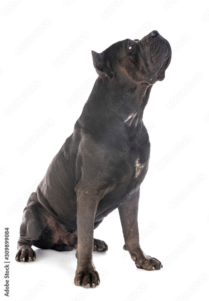 Obraz premium cane corso in studio