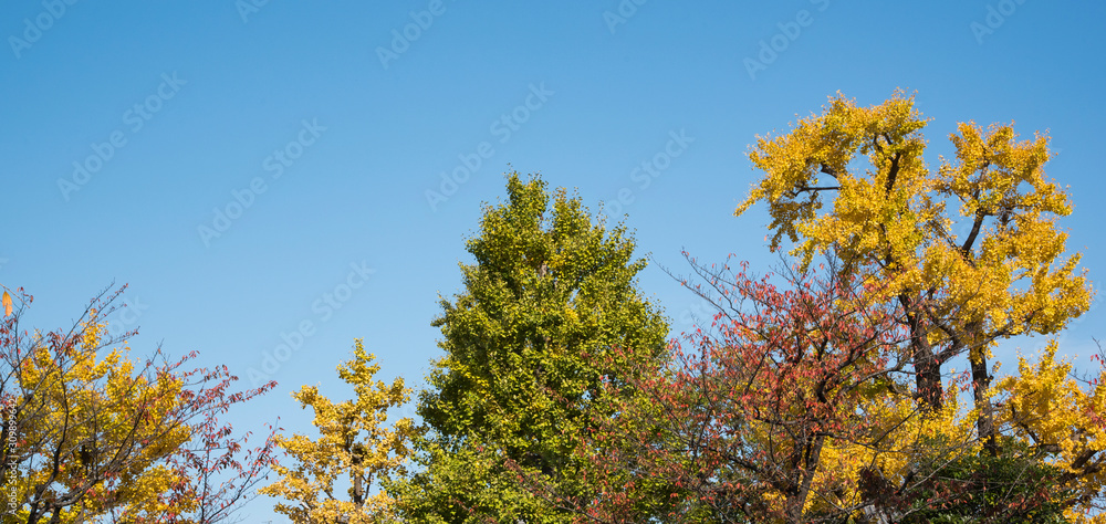 autumn leaves against blue sky