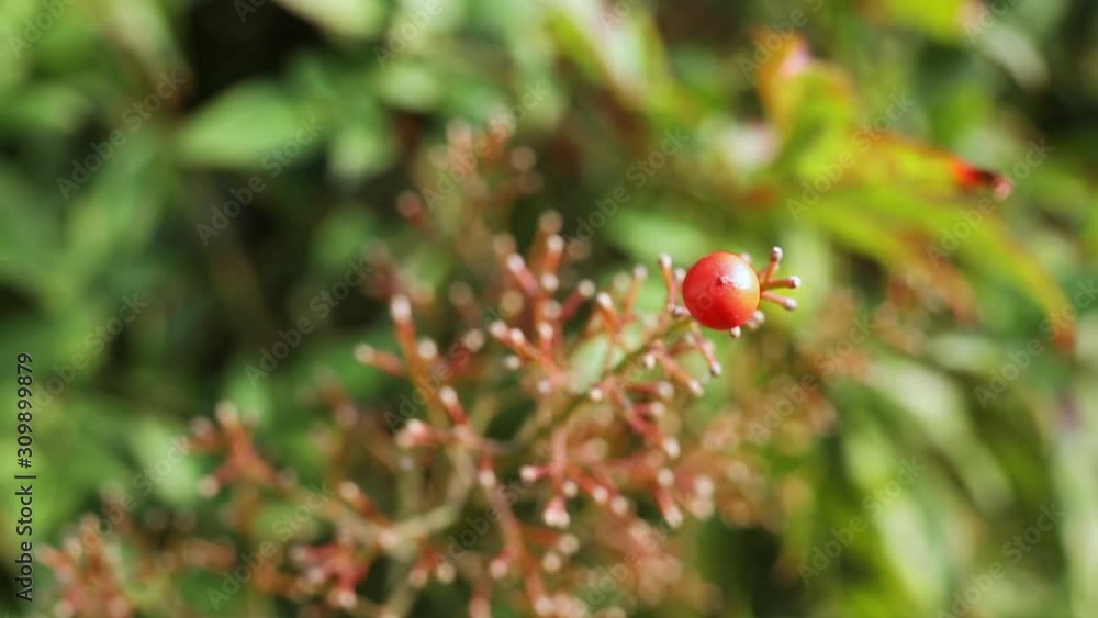 Red berry of the sacred bamboo Red berry of the sacred bamboo