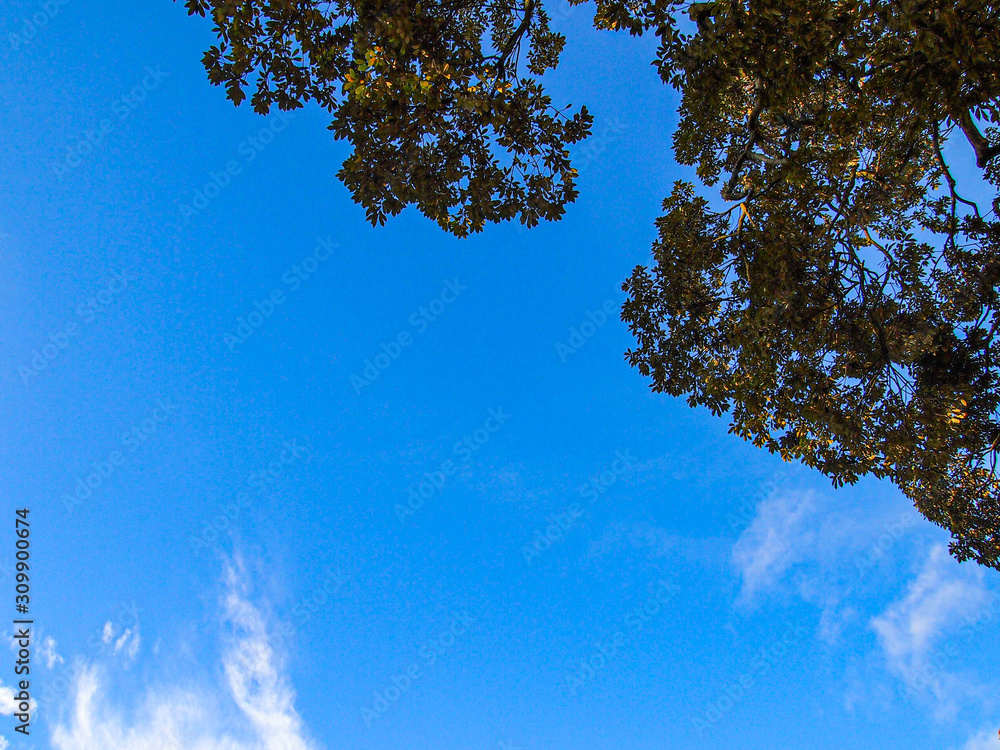 Obraz premium Sky tree