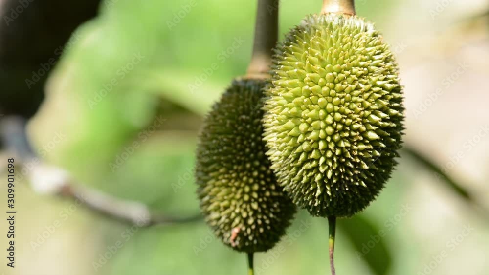 Durian hanging on the durian tree. Durian hanging on the durian tree.