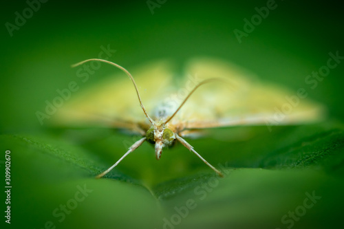 insect on leaf © OscarLoRo