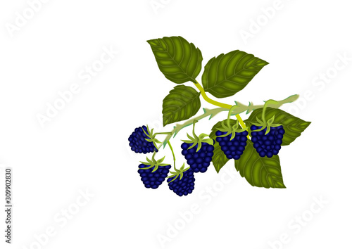 brombeeren