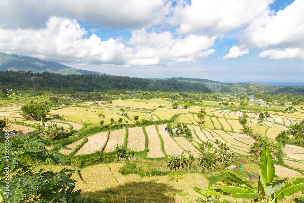 Reisfelder auf Bali