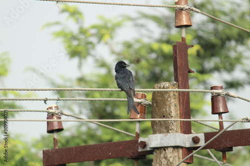 Black Drongo bird with two tails sitting on electric line or electric post on the morning photo