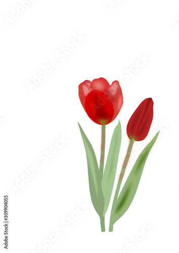 rote tulpen