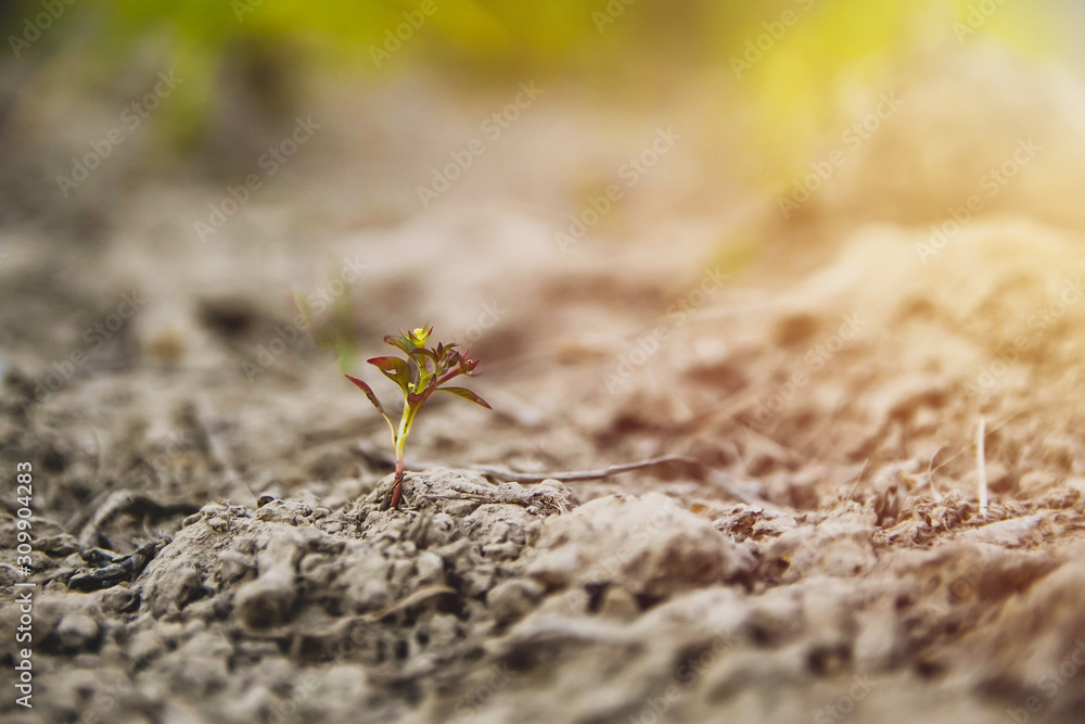 young green plants growing in nature with sunlight in the morning.Success concept young green plants growing in nature with sunlight in the morning.Success concept
