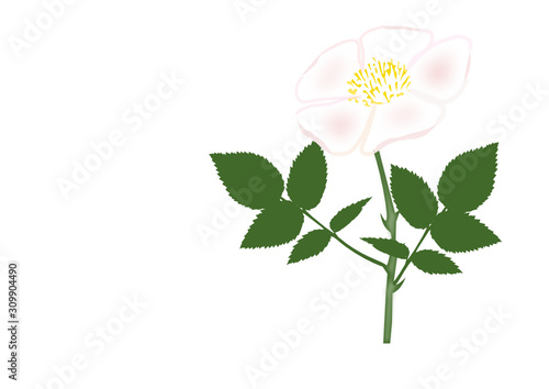 wildrose