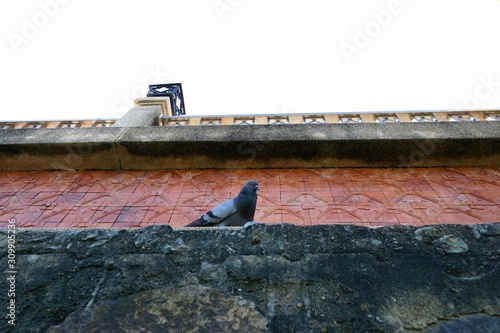 Looking up of pigeon on the wall as a background, Space for text in template