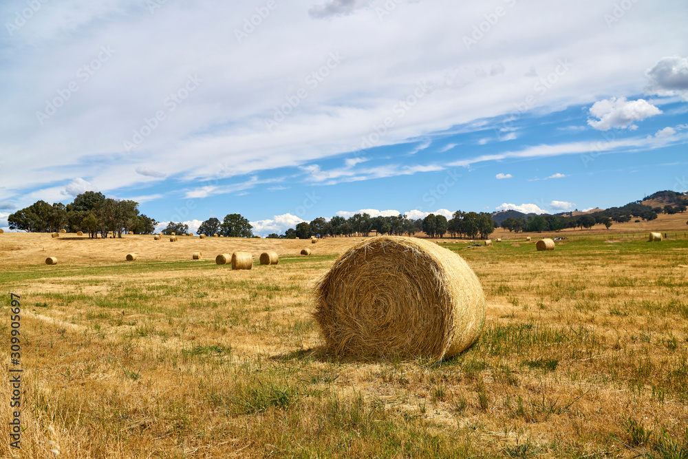 The haystack