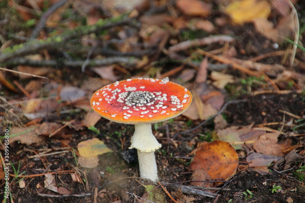 Toxic fly agaric .mushroom during the autumn on the Veluwe area in the netherlands Toxic fly agaric .mushroom during the autumn on the Veluwe area in the netherlands