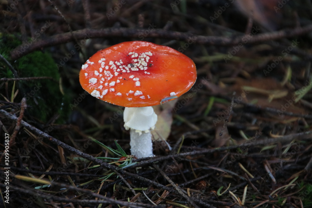 Toxic fly agaric .mushroom during the autumn on the Veluwe area in the netherlands Toxic fly agaric .mushroom during the autumn on the Veluwe area in the netherlands