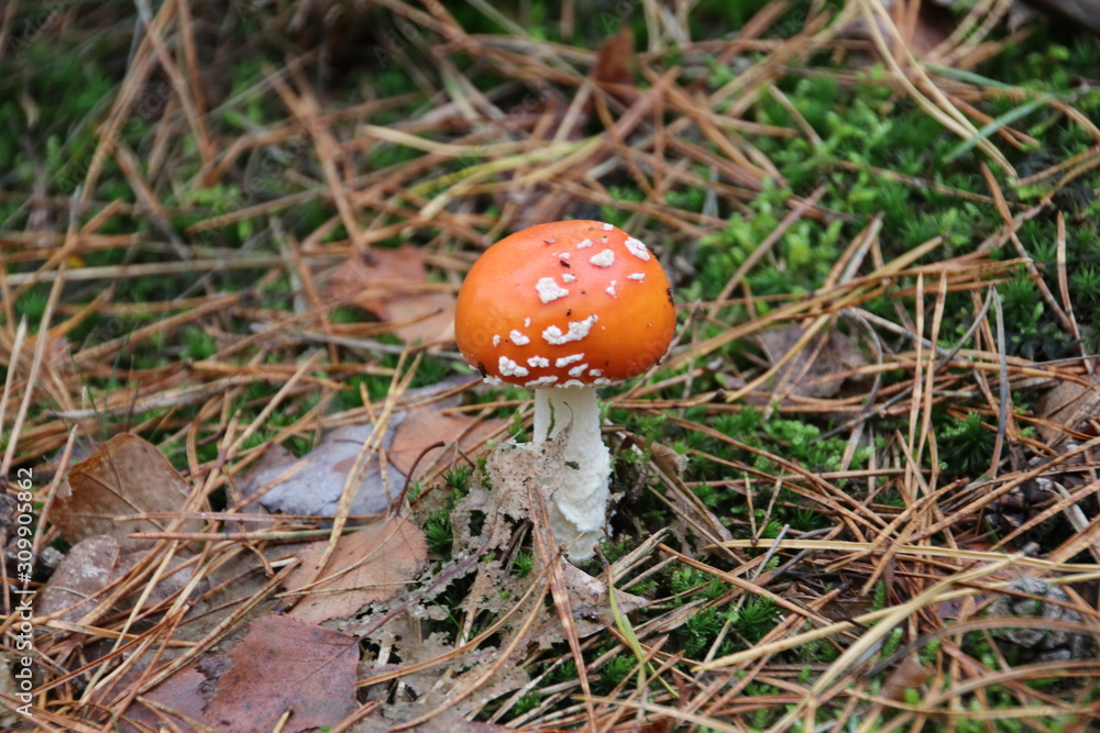 Toxic fly agaric .mushroom during the autumn on the Veluwe area in the netherlands Toxic fly agaric .mushroom during the autumn on the Veluwe area in the netherlands