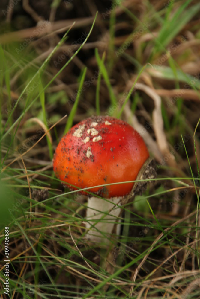 Toxic fly agaric .mushroom during the autumn on the Veluwe area in the netherlands Toxic fly agaric .mushroom during the autumn on the Veluwe area in the netherlands