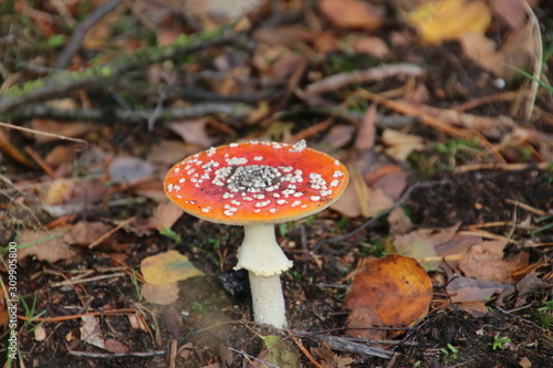 Toxic fly agaric .mushroom during the autumn on the Veluwe area in the netherlands