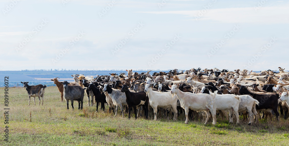 custom made wallpaper toronto digitalA herd of goats and sheep. Animals graze in the meadow. Pastures of Europe.