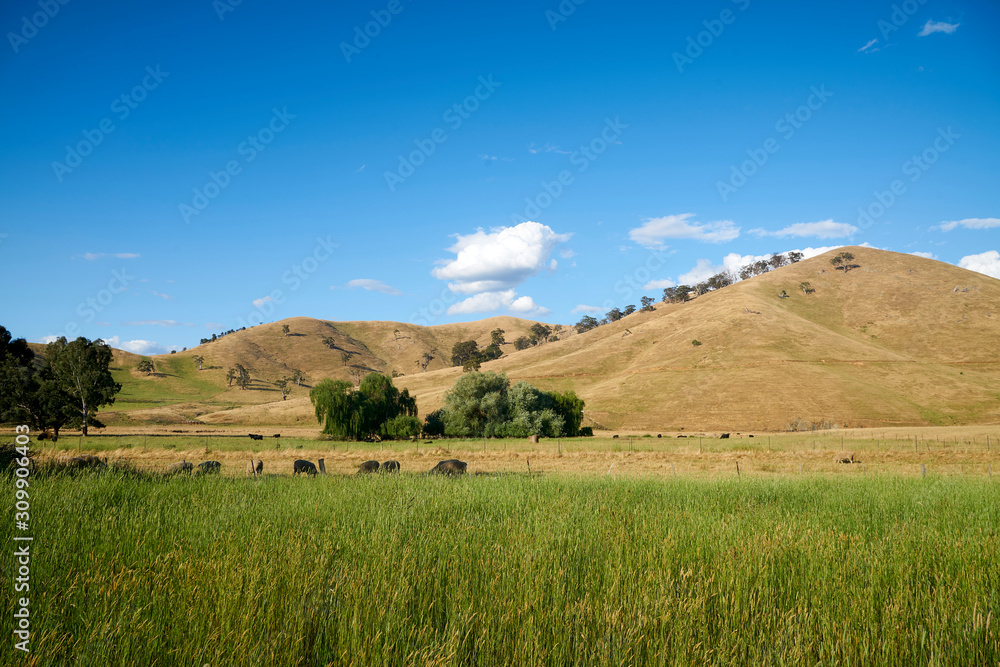 Obraz premium cow farm